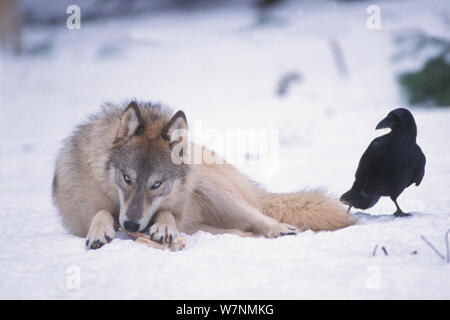 Lupo (Canis lupus) mangia un osso come un comune Corvo imperiale Corvus corax scavenger guarda, ai piedi delle montagne Takshanuk, sud-est Alaska, STATI UNITI D'AMERICA Foto Stock