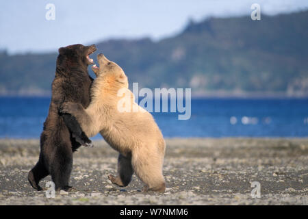 Orso grizzly (Ursus arctos horribilis) giovani rara bionda (bianco) recare gioca con un giovane di colore scuro portano lungo la costa di Katmai National Park, penisola di Alaska, STATI UNITI D'AMERICA Foto Stock