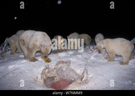 Gli orsi polari (Ursus maritimus) sul lavaggio baleen whale ossa di notte nel 1002 pianura costiera dell'Arctic National Wildlife Refuge, Alaska, STATI UNITI D'AMERICA Foto Stock