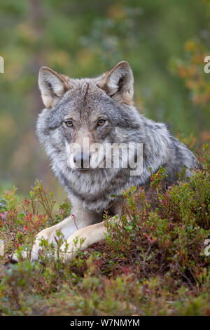 Eurasian lupo (Canis lupus lupus), Norvegia, captive Foto Stock