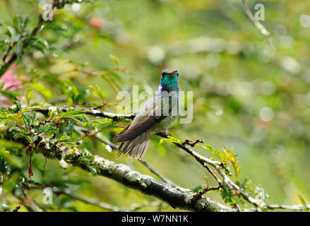 Versicolored emerald hummingbird (Amazilia versicolor) Santa Teresa, Rio de Janeiro, Brasile. Foto Stock