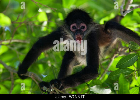 America centrale Spider Monkey (Ateles geoffroyi) capretti, Punta Laguna, Otoch Ma'ax Yetel Kooh Riserva, la penisola dello Yucatan, Messico, ottobre. Specie in via di estinzione. Foto Stock