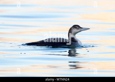 Loon comune (Gavia immer), Bahia de los Angeles Riserva della Biosfera, Golfo di California, la penisola della Baja California, Messico, Dicembre. Foto Stock