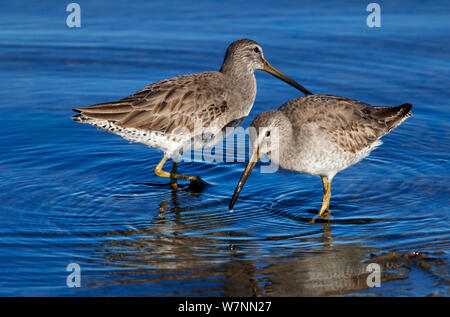 Short-Billed (Dowitcher Limnodromus griseus), El Vizcaino Riserva della Biosfera, penisola della Baja California, Messico, Dicembre. Foto Stock