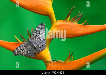 Cracker grigio Butterfly (Hamadryas februa) su Heliconia sp. fiore, Dzibilchaltun, la penisola dello Yucatan, Messico, Agosto. Foto Stock