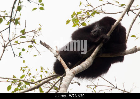 Nero dello Yucatan scimmia urlatrice (Alouatta pigra) nella struttura ad albero, Calakmul Riserva della Biosfera, la penisola dello Yucatan, Messico, Novembre. Specie in via di estinzione. Foto Stock