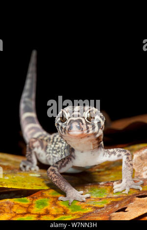 Yucatan nastrare gecko (Coleonyx elegans), El Mirador-Rio Azul National Park, dipartimento di El Petén, Guatemala, Ottobre. Foto Stock