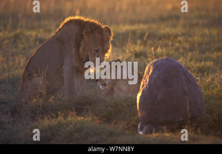 Leone e leonessa (Panthera Leo) girato da 'Bouldercam' videocamera remota. Masai Mara, Kenya, Africa. Presa sulla posizione per l' orgoglio' serie tv. Foto Stock