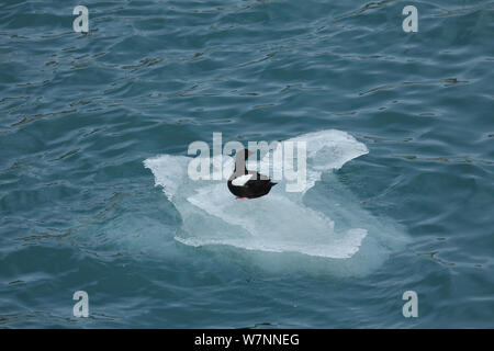 Black guillemot (Cepphus grylle) poggiante su iceberg Svalbard, Norvegia, presa sulla posizione per "Polar Bear : Spy sul ghiaccio' Agosto 2010 Foto Stock