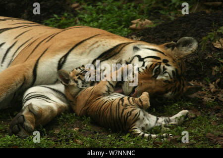 Tigre del Bengala (Panthera tigris tigris) madre e cub Pench National Park, Madhya Pradesh, India, presa sulla posizione per 'Tiger - Spy nella giungla" del luglio 2008 Foto Stock