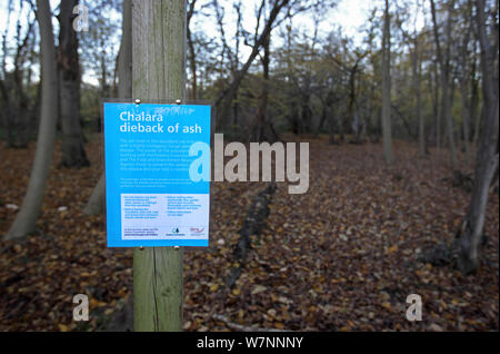 Cenere di Chalara deperimento segno informazioni in legno Ashwellthorpe NWT Norfolk UK Novembre 2012. La malattia è causata da un fungo (Chalara fraxinea) Foto Stock