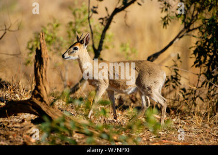 Cefalofo comune (Sylvicapra grimmia), il Parco Nazionale Kruger, Transvaal, Sud Africa, Settembre. Foto Stock