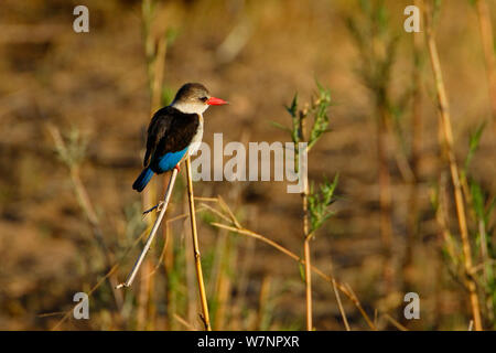 Brownhooded maschio kingfisher (Halcyon albiventris), il Parco Nazionale Kruger, Transvaal, Sud Africa, Settembre. Foto Stock