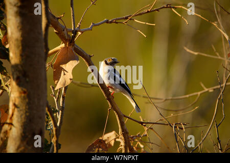 Bianco / Long Crested casco shrike (Prionops plumata), il Parco Nazionale Kruger, Transvaal, Sud Africa, Settembre. Foto Stock