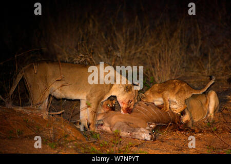 Due leonesse (Panthera leo) con i cuccioli di notte alimentazione su un recentemente ucciso maggiore Kudu (Tragelaphus strepsiceros), il Parco Nazionale Kruger, Transvaal, Sud Africa, Settembre. Foto Stock