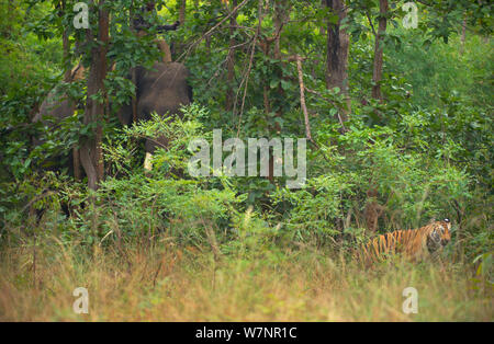 Tigre del Bengala (Panthera tigris) sub-adulto, circa 17-19 mesi, giri e corre da sottobosco come elefante (Elephas maximus) si avvicina ad esso. In via di estinzione. Bandhavgarh National Park, India. Non-ex. Foto Stock