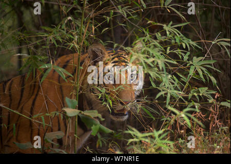 Tigre del Bengala (Panthera tigris) sub-maschio adulto, circa 17-19 mesi, stalking preda. In via di estinzione. Bandhavgarh National Park, India. Non-ex. Foto Stock