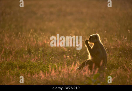 Hanuman / pianure del nord grigio (Langur Presbytis entellus) adulto, retroilluminato da luce del sole serale, alimentando in un prato aperto. Bandhavgarh National Park, India. Non-ex. Foto Stock