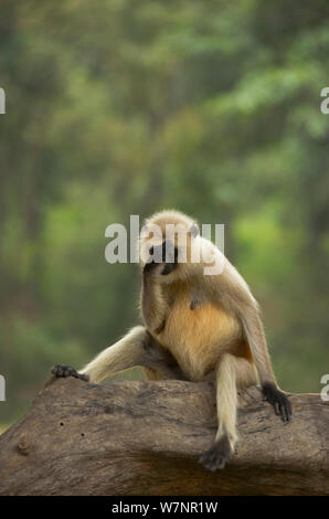 Hanuman / pianure del nord grigio (Langur Presbytis entellus) femmina adulta appare a sedersi in stato d'animo contemplativo. Bandhavgarh National Park, India. Non-ex. Foto Stock