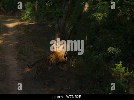 Tigre del Bengala (Panthera tigris) sei anni maschio adulto segna un albero con il suo profumo sfregando il suo collo su di esso. In via di estinzione. Bandhavgarh National Park, India. Non-ex. Foto Stock