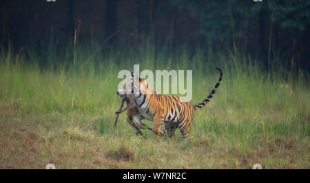 Tigre del Bengala (Panthera tigris) sub-adulto, circa 16-19 mesi, in esecuzione attraverso un prato con una Hanuman langur uccidere. In via di estinzione. Bandhavgarh National Park, India. Non-ex. Foto Stock