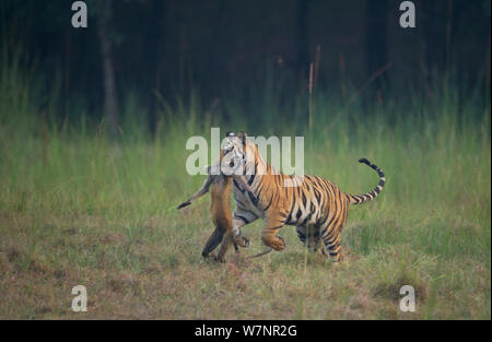 Tigre del Bengala (Panthera tigris) sub-adulto, circa 16-19 mesi, in esecuzione attraverso un prato con una Hanuman langur uccidere. In via di estinzione. Bandhavgarh National Park, India. Non-ex. Foto Stock