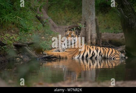 Tigre del Bengala (Panthera tigris) sub-adulto, circa 17-19 mesi, raffredda da giacente in una appartata piscina foresta. In via di estinzione. Bandhavgarh National Park, India. Non-ex. Foto Stock