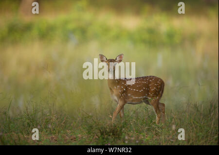 Chital / Spotted Deer (asse asse) giovane femmina in un prato in inizio di mattina di luce. Bandhavgarh National Park, India. Foto Stock