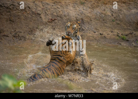 Tigre del Bengala (Panthera tigris) sub-adulti, circa 17-19 mesi, playfighting in una foresta in piscina. In via di estinzione. Bandhavgarh National Park, India. Foto Stock