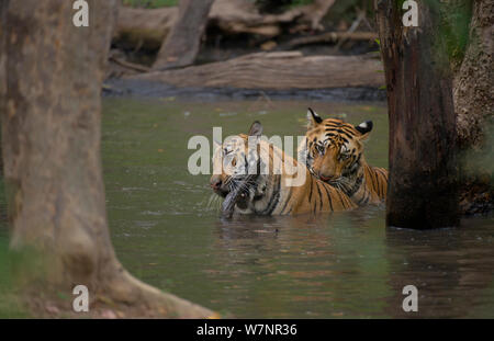 Tigre del Bengala (Panthera tigris) sub-adulti, circa 17-19 mesi, playfighting in una foresta in piscina. In via di estinzione. Bandhavgarh National Park, India. Foto Stock