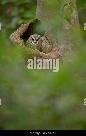 Indian Assiolo (Otus bakkamoena) due adulti sono ' appollaiati nel proprio nido foro. Bandhavgarh National Park, India. Foto Stock