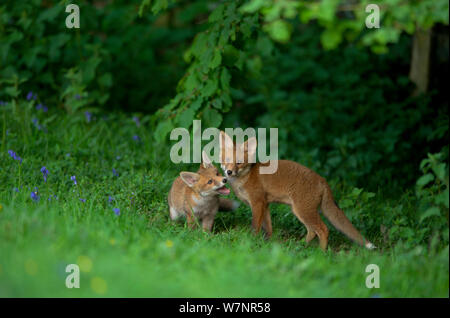 Red Fox (Vulpes vulpes vulpes) cubs play-fighting. Derbyshire, Regno Unito, Giugno. Foto Stock