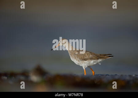 (Redshank Tringa totanus) adulto rovistando sulla spiaggia. Le Isole Shetland Scozia, Regno Unito, Settembre. Foto Stock