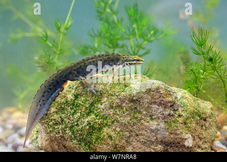 Newt liscia (Triturus vulgaris) maschio sott'acqua. Wiltshire, Regno Unito, maggio. Foto Stock