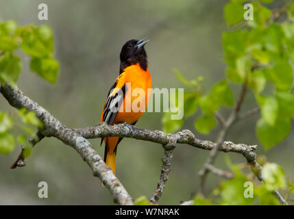 Baltimore Rigogolo (Icterus galbula) maschio a cantare in primavera, New York, Stati Uniti d'America Foto Stock