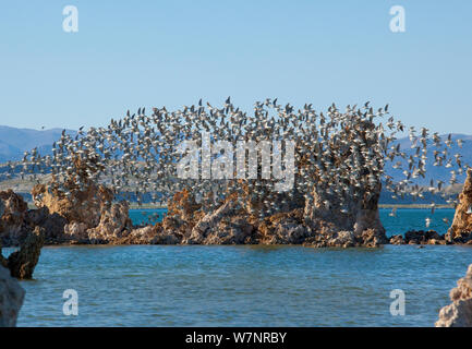 Il Wilson's Phalaropes (Phalaropus tricolore), gregge battenti passato formazioni di tufo, Mono Lago, California, USA, luglio. Foto Stock