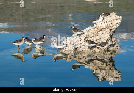 Il Wilson's Phalaropes (Phalaropus tricolore), gregge in appoggio sul parzialmente sommerso formazione di tufo Lago Mono, California, USA, luglio. Foto Stock