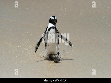 Jackass / africano / Blackfooted penguin (Spheniscus demersus) endemica in Sud Africa, Novembre, giocando in mare, Spiaggia Boulders vicino a Città del Capo, Sud Africa, Novembre Foto Stock