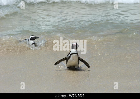 Jackass / africano / Blackfooted penguin (Spheniscus demersus) in mare; endemica in Sud Africa, Novembre, giocando in mare, Spiaggia Boulders vicino a Città del Capo, Sud Africa, Novembre Foto Stock