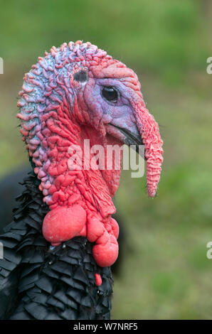 Norfolk Black Turchia (Meleagris gallopavo) verticale. Nel Regno Unito, in settembre. Foto Stock