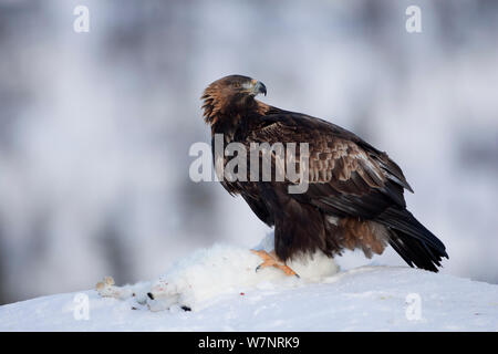 Aquila reale (Aquila chrysaetos) con la lepre bianca preda. Finlandia, febbraio. Foto Stock