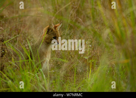 Jungle Cat (Felis chaus) mimetizzata in erba. Bandhavgarh, India, Novembre. Foto Stock