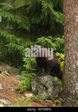 Wolverine (Gulo gulo) nel bosco. Finlandia, Luglio. Foto Stock