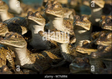 Spectacled Caimans (crocodilus Caimano) a una fattoria di caimano, Venezuela. Foto Stock