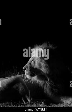 La Palude maschio orgoglio lion (Panthera leo) ritratto di notte, il Masai Mara, Kenya, prese con telecamera a infrarossi, Settembre Foto Stock