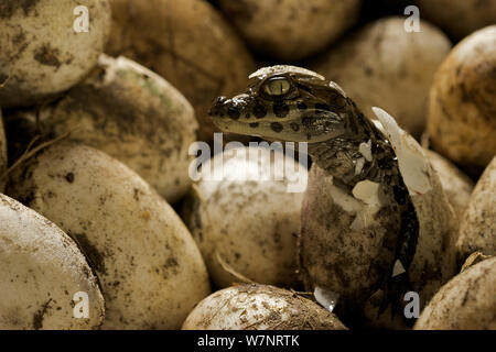 Ampia snouted caimano Caimano (latirostris) da cova delle uova nel nido, di Santa Fe, Argentina, Febbraio Foto Stock