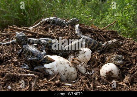 Ampia snouted caimano Caimano (latirostris) i giovani emergenti dal nido, di Santa Fe, Argentina Foto Stock