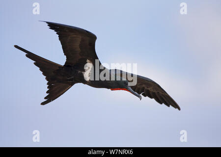 Lesser Frigatebird (Fregata ariel) adulto in volo, Raine Island National Park, della Grande Barriera Corallina in Australia. Foto Stock