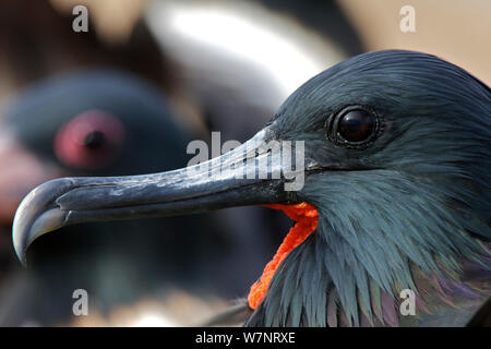 Lesser Frigatebird (Fregata ariel) testa di adulto profilo verticale, Raine Island National Park, della Grande Barriera Corallina in Australia. Foto Stock