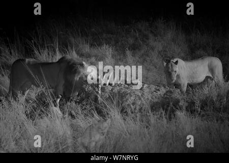 Maschio e femmina orgoglio di palude lion palude maschio orgoglio lion lion (Panthera leo) con hippo kill di notte, il Masai Mara, Kenya, prese con telecamera a infrarossi, Septemberin infra rosso, il Masai Mara, Kenya. Foto Stock